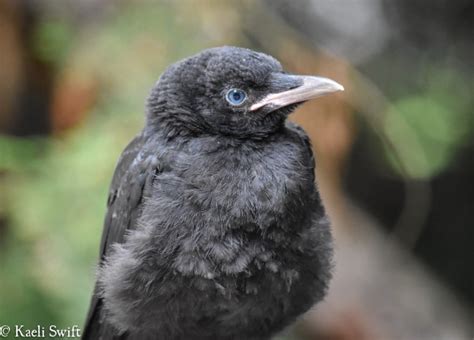 Fluffy Baby Crow