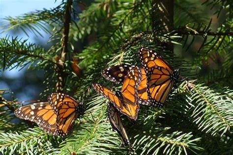 5 Santuarios De La Mariposa Monarca Todo Lo Que Debes Saber Tips