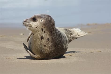 Creature Feature Harp Seal Focusing On Wildlife