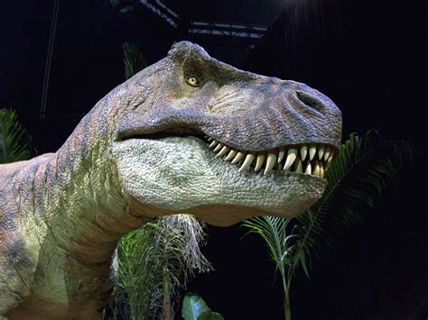 รูปภาพ นักล่า สัตว์เลื้อยคลาน สัตว์ป่า จิ้งจก Tyrannosaurus Rex