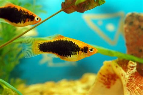Platy Fish Care Guide Diet Breeding And More Petsoid