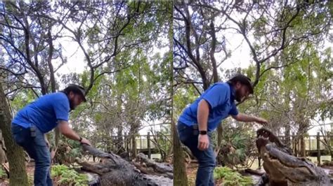 Man feeding crocodiles by hand shocking video viral mhkp - Shocking! भूकेल्या मगरींना हाताने घास 