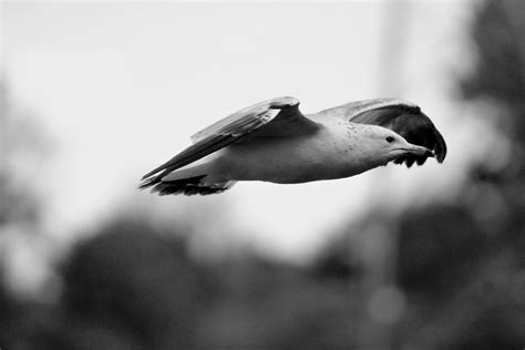 Free Images Water Nature Wing Black And White Animal Seabird