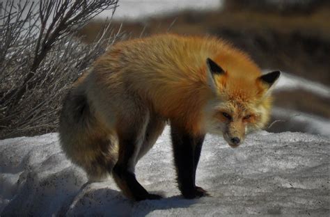 The Sly Fox Photograph By Stacy Jenkins Pixels
