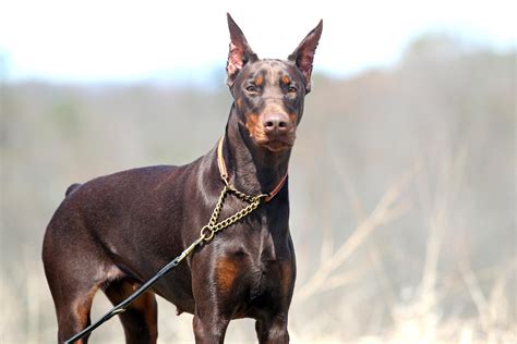 If you are unable to find your doberman pinscher puppy in our puppy for sale or dog for sale sections, please consider looking thru thousands of doberman pinscher dogs for adoption. European Champion Bloodlines Doberman Puppies For Sale