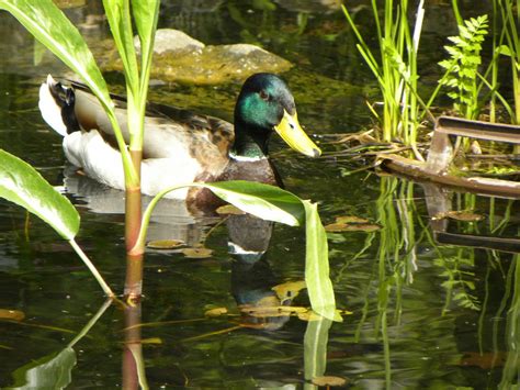 Duck In Pond Free Photo Download Freeimages