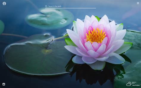 Details Of Lotus Flower Hd Wallpapers New Tab Impressive Nature