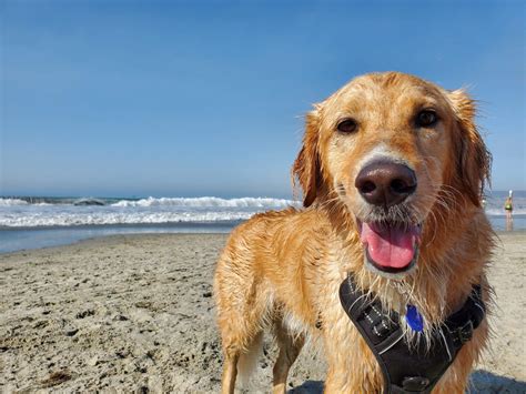 The Ultimate Guide To Dog Beach Etiquette Dog Beaches Near Me