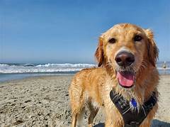 Summer Dog Cation Find The Perfect Beach Buddy On Craigslist Miami