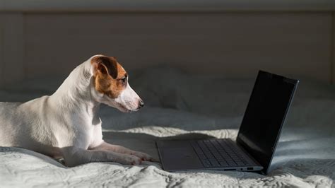 The Best Dog Youtube Channels For Canine Lovers