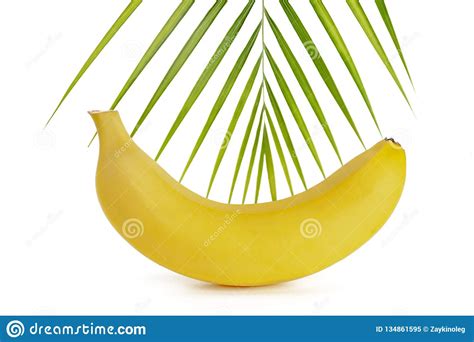Banana On A White Background With A Sprig Of Paprotnik Isolate Stock