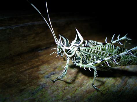 The Many Creatures Of Costa Rica Insects Bugs And Insects Weird Animals