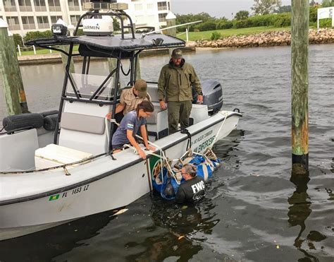 Red Tide And Manatees Save The Manatee Club