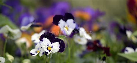 Heartsease Viola Flower Viola Genus Of Flowering Plants