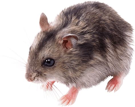 Collection Of Cute Rat Png Pluspng