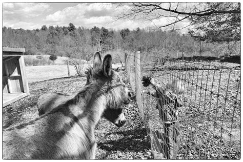 Donkey Love Bedlam Farm