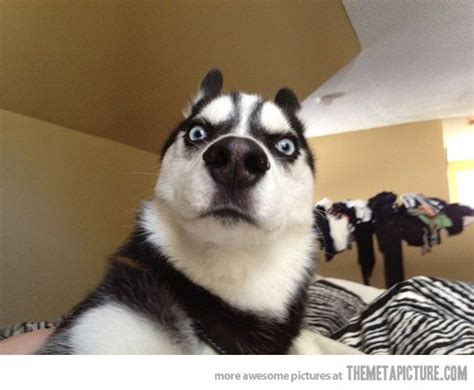 Funny Husky Blue Eyes Surprise Face Funny Animal