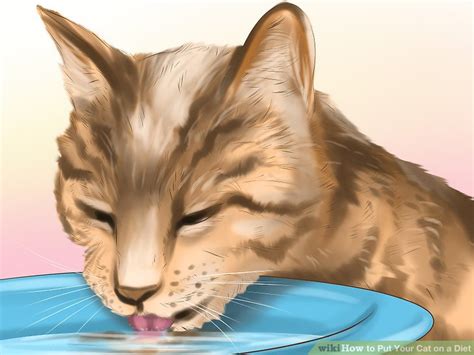 4 ways to put your cat on a diet wikihow