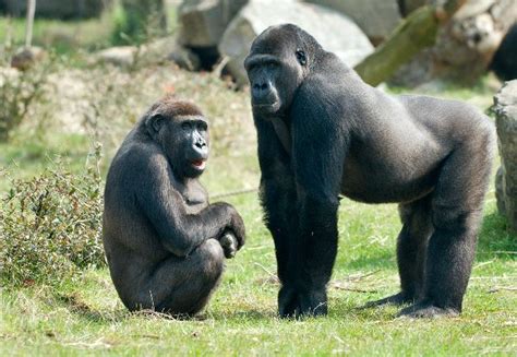 Gorilas Macho Y Hembra Gorilla Facts And Information