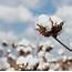 Focus On Sustainability And Conservation Lead Louisiana Cotton Farm To 