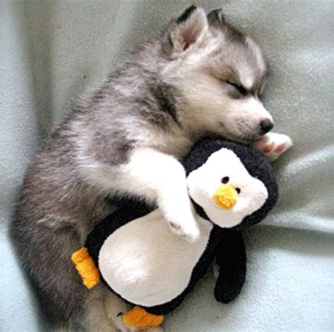 Hes Cuddling With A Penguin Puppy Cuddles Cute Husky Puppies Cute