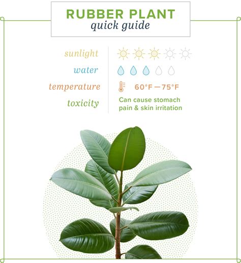 How To Care For A Rubber Tree Plant At Home Fairyecake