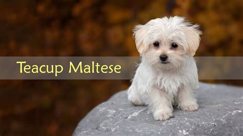 Teacup Maltese Dog Breed Information On The Toy Maltese Youtube