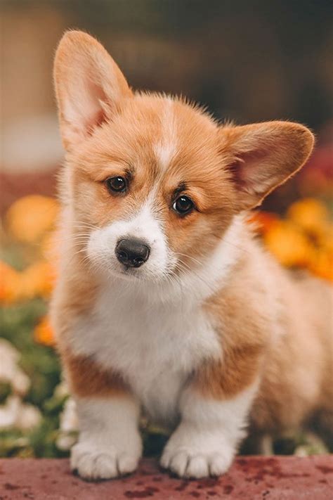 Puppy Dogs Animals Lovely Puppies Cute Dogs Cute Animals Puppies