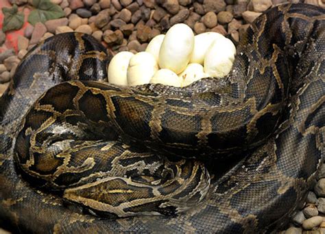 Burmese Python Facts And Pictures Reptile Fact