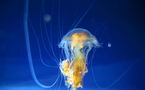 Wallpaper Jellyfish Tentacles Underwater World Ocean Aquarium Hd