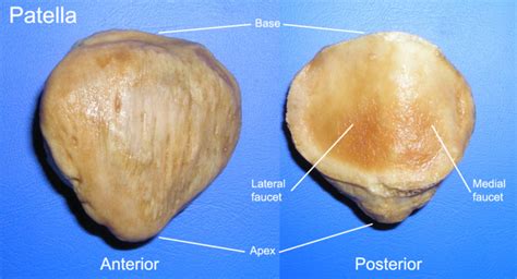 The Lower Limbs Human Anatomy And Physiology Lab Bsb 141