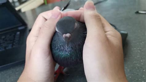 Friendly Pigeon Bird Pet Youtube