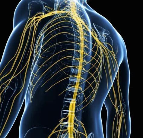Neuropraxia Nerve Injury Causes And Treatment • Chiropractic