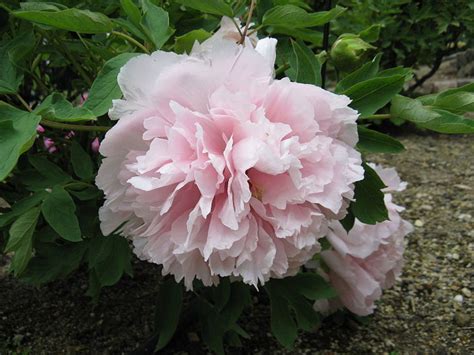 15 Sensational Peony Hybrids Hubpages