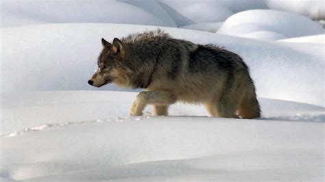 Watch 60 Minutes The Return Of Wolves To Yellowstone Park Full Show