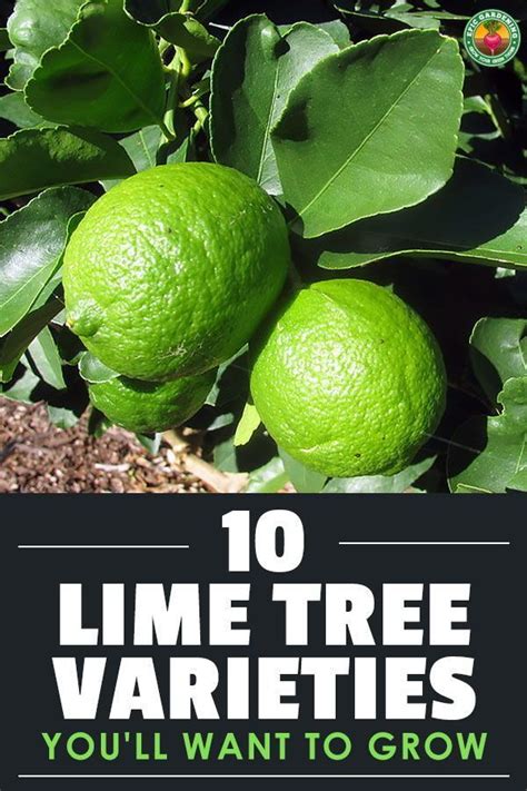 10 Lime Tree Varieties You Should Consider Epic Gardening In 2021