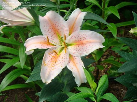 Plantfiles Pictures Oriental Lily Salmon Star Lilium By Daylily970