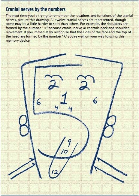 Cranial Nerve Cheat Sheet By Kaky Cranial Nerves Nursing School
