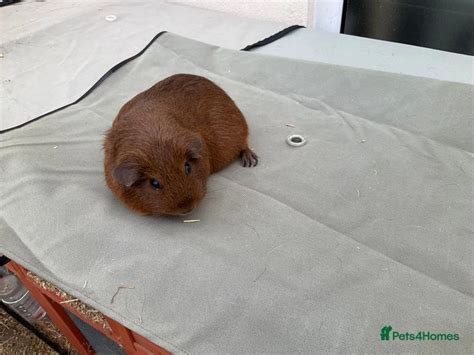 Female Guinea Pigs For Sale In Gillingham Pets4homes