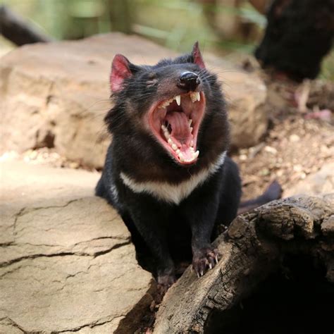 Animal Sex How Tasmanian Devils Do It Live Science