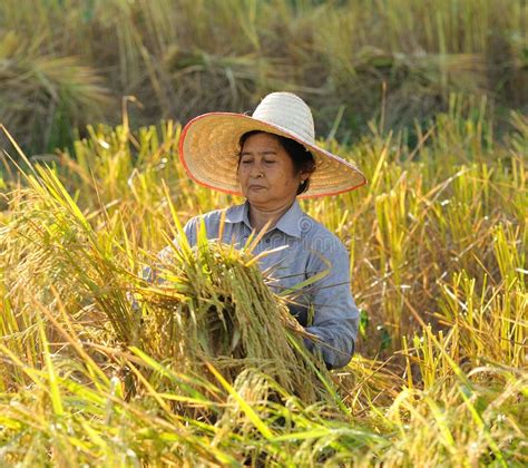 Farmers Harvesting Rice In Rice Field Thailand Stock Image Image Of