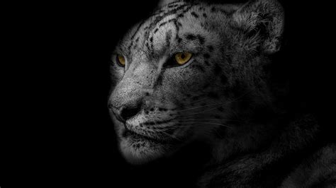 Download Leopard Animal Snow Leopard 4k Ultra Hd Wallpaper