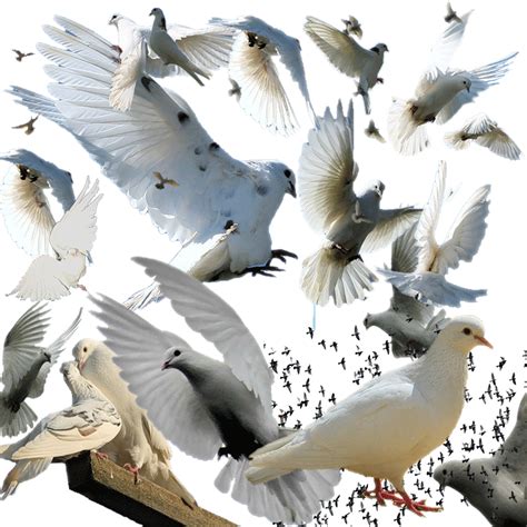 Pigeon Clipart Bird Migration Pigeon Bird Migration Transparent Free
