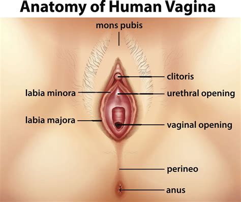 Anatomyvagina Best Adult Photos At Nues Pics
