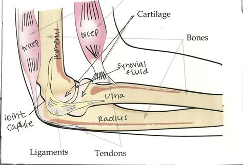 The two bones play only secondary roles at their opposing joints. bones joints | Labelled diagram of a human elbow ...