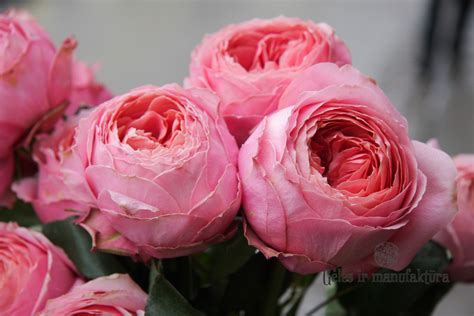 Роза Романтика Фото И Описание Telegraph