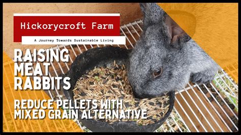 Raising Meat Rabbits Reduce Pellets By Introducing A Mixed Grain Diet