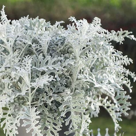 50 Dusty Miller Silverdust Perennial Or Annual Flower Seeds Etsy