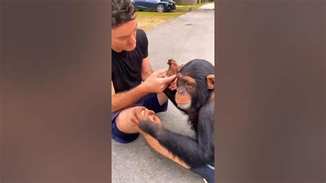 Chimpanzee And Human Caretaker Bond Youtube