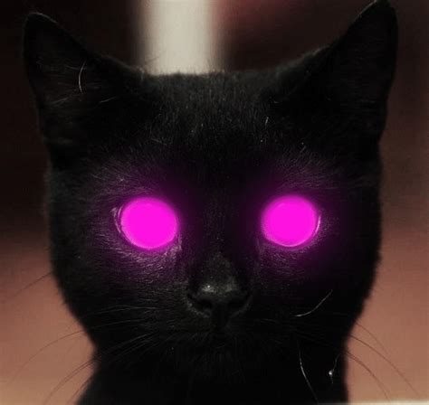 Kitty Superstar Glow Cat Cute Adorable Cats Posted Daily